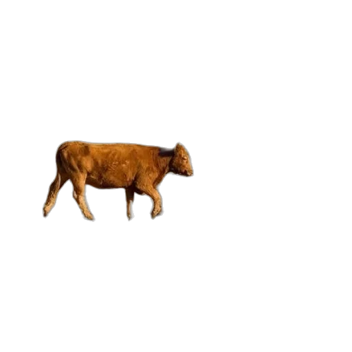 animal, creature, food, furniture transparent PNG cut-out