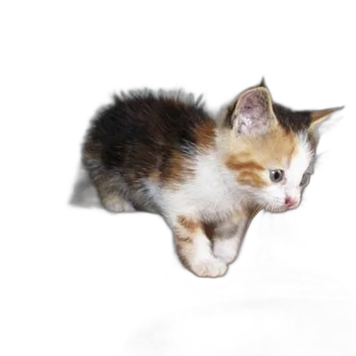 animal, creature, staff, weapon transparent PNG cut-out