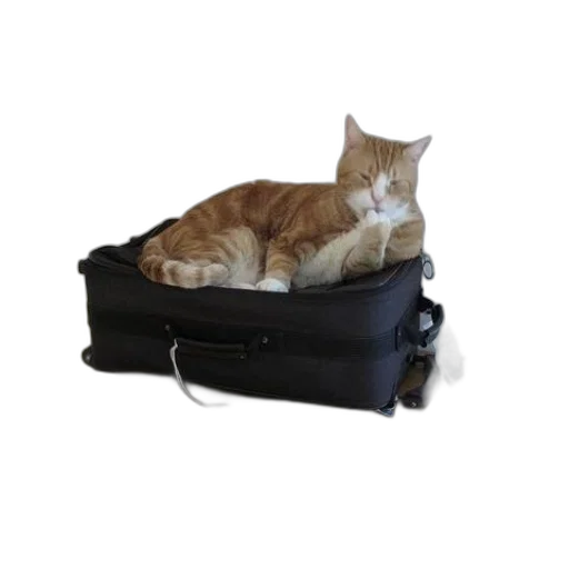 staff, furniture, ginger, cat transparent PNG cut-out