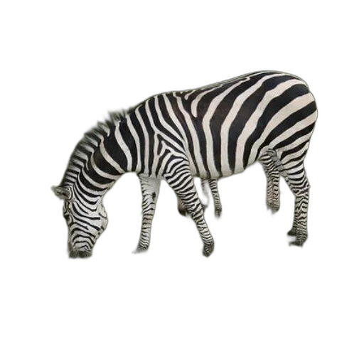 animal, creature, jewelry, furniture transparent PNG cut-out