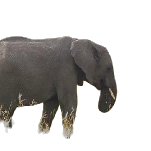 animal, creature, jewelry, staff transparent PNG cut-out