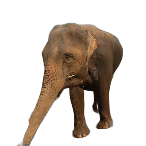 animal, creature, staff, weapon transparent PNG cut-out