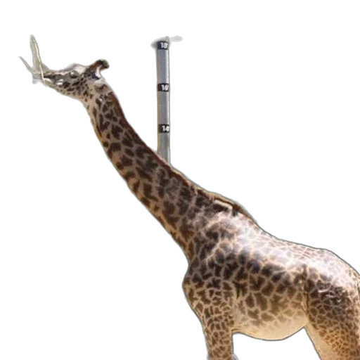 staff, animal, sword, weapon transparent PNG cut-out