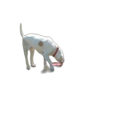 animal, staff, creature, weapon transparent PNG cut-out