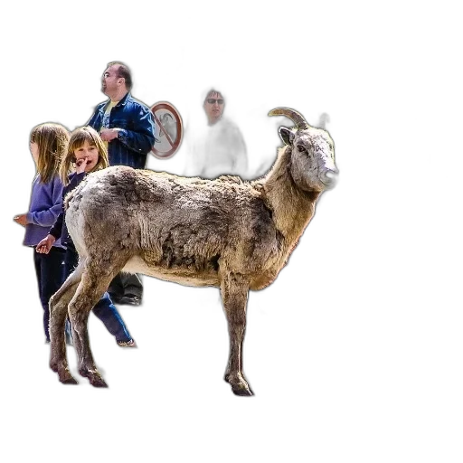 animal, staff, creature, hair transparent PNG cut-out