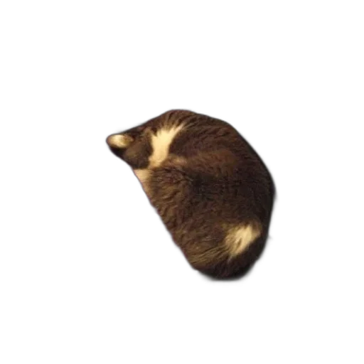 animal, hat, creature, hair transparent PNG cut-out