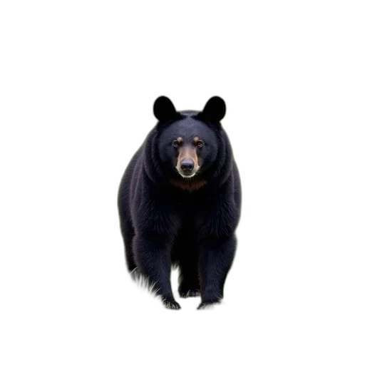 animal, creature, staff, face transparent PNG cut-out