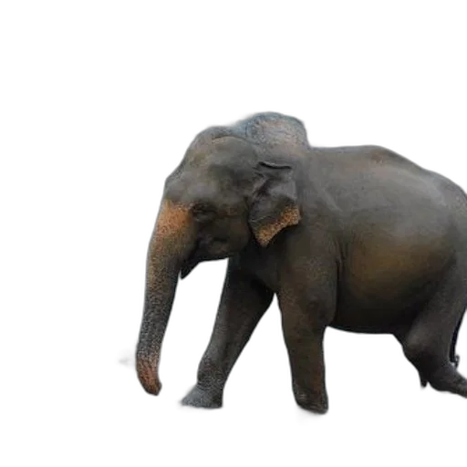 animal, creature, staff, 3d render transparent PNG cut-out