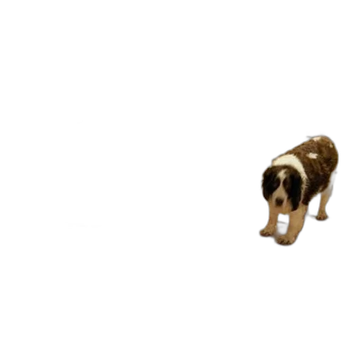 animal, creature, furniture, jewelry transparent PNG cut-out