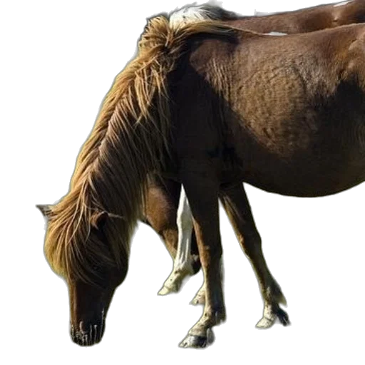 animal, hair, creature, dragon transparent PNG cut-out