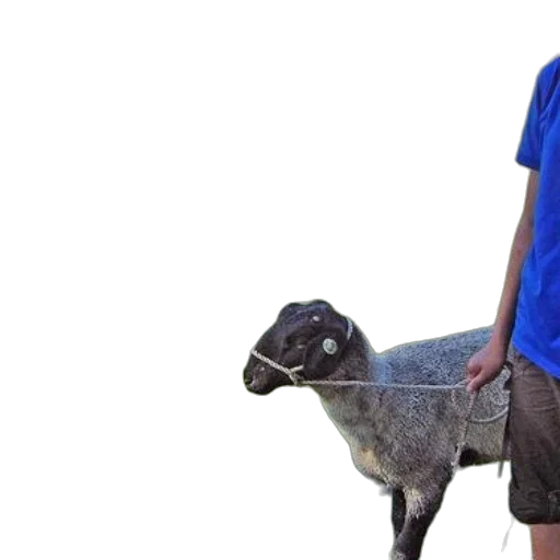 animal, creature, staff, 3d render transparent PNG cut-out