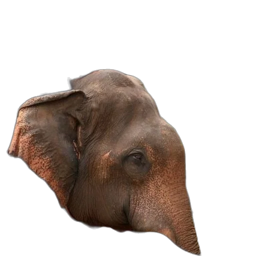 animal, hat, face, mask transparent PNG cut-out