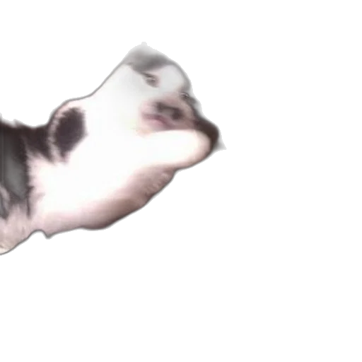 animal, creature, hair, shoes transparent PNG cut-out