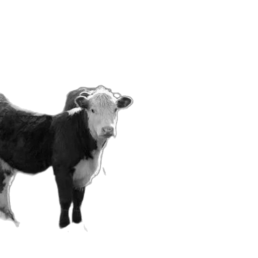 animal, creature, staff, hair transparent PNG cut-out