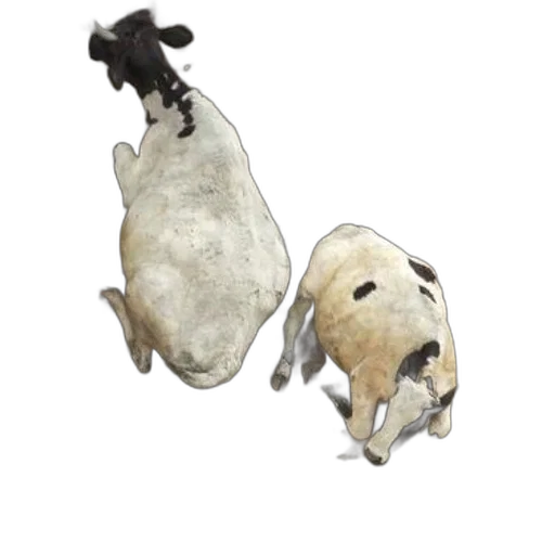 jewelry, animal, staff, food transparent PNG cut-out