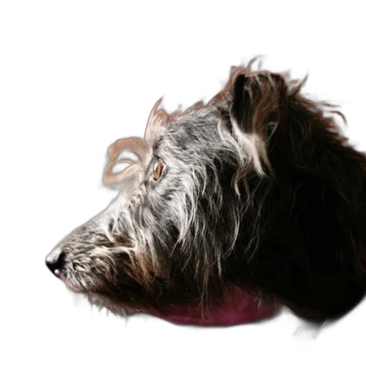 animal, hair, creature, staff transparent PNG cut-out