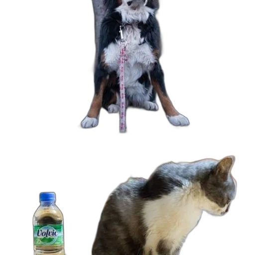 animal, staff, furniture, bottle transparent PNG cut-out