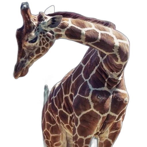 animal, creature, staff, dragon transparent PNG cut-out