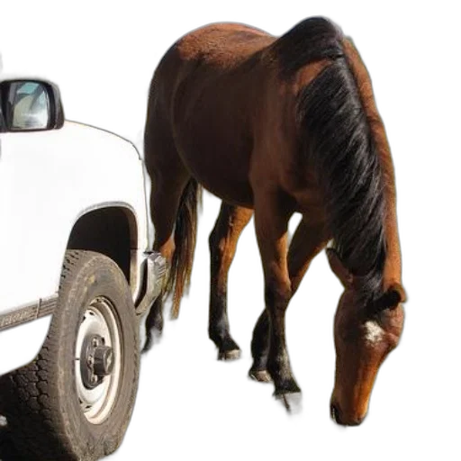 car, animal, photorealistic, brown transparent PNG cut-out