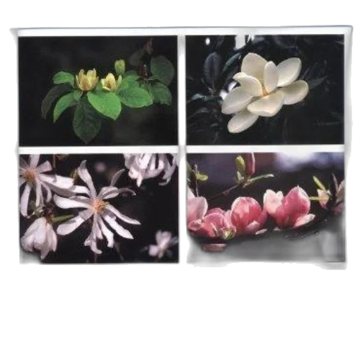 flower, jewelry, crown, furniture transparent PNG cut-out