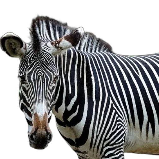 animal, creature, jewelry, photorealistic transparent PNG cut-out