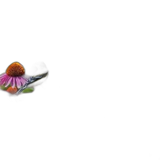 flower, jewelry, umbrella, crown transparent PNG cut-out
