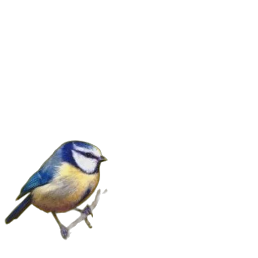 animal, creature, food, staff transparent PNG cut-out