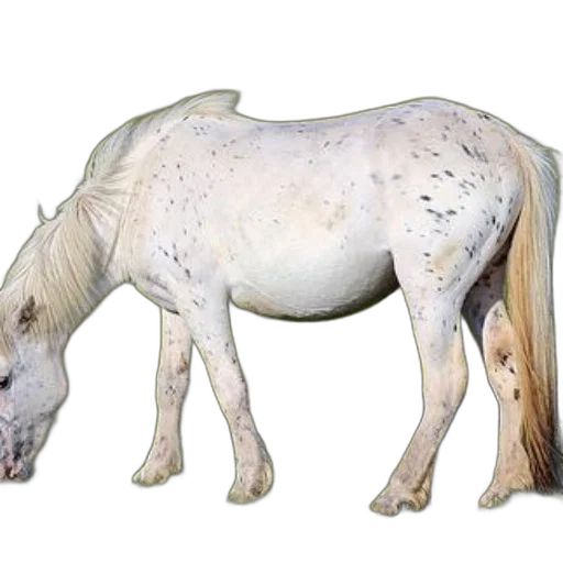 animal, creature, staff, hair transparent PNG cut-out