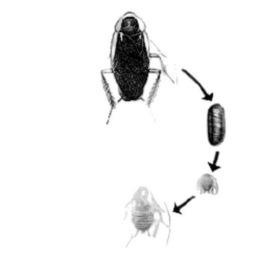 animal, creature, robot, jewelry transparent PNG cut-out
