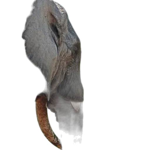 animal, dragon, hair, creature transparent PNG cut-out