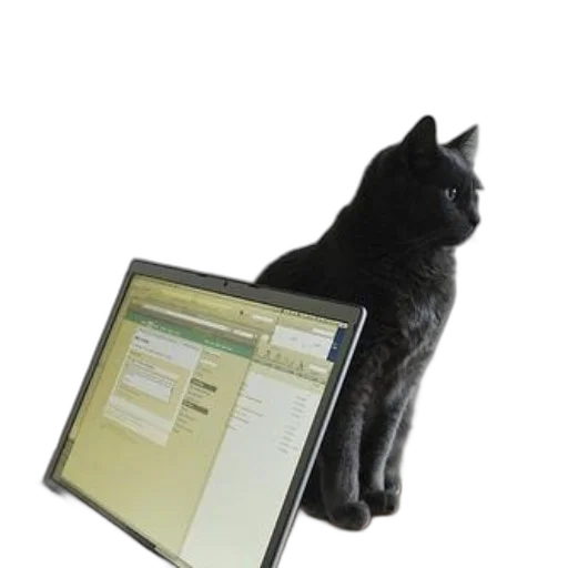 staff, animal, black, cat transparent PNG cut-out