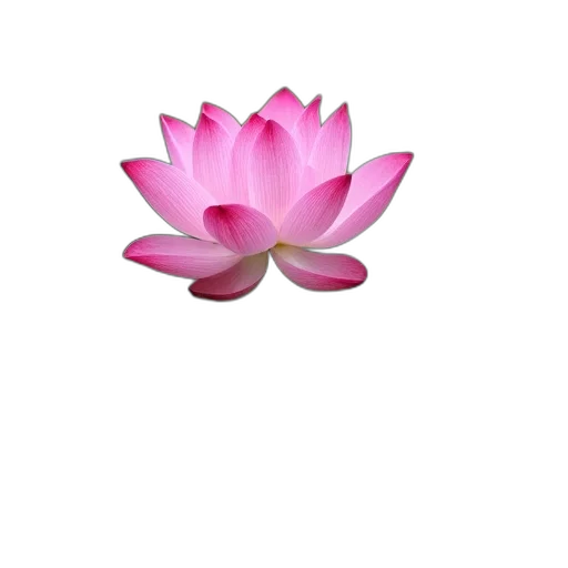 flower, crown, jewelry, staff transparent PNG cut-out