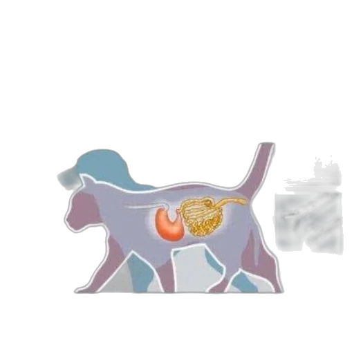 animal, dragon, creature, food transparent PNG cut-out