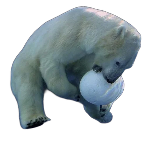 animal, creature, mask, face transparent PNG cut-out