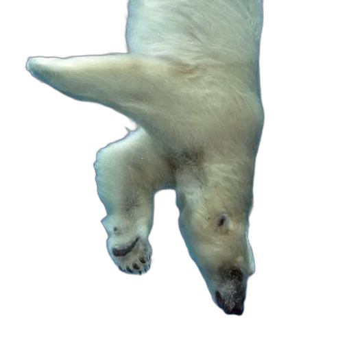 animal, creature, staff, shoes transparent PNG cut-out