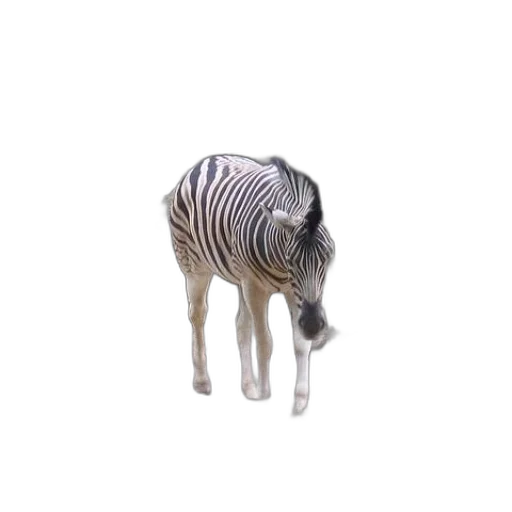 animal, creature, staff, hat transparent PNG cut-out