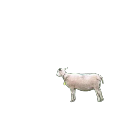 animal, creature, food, dress transparent PNG cut-out