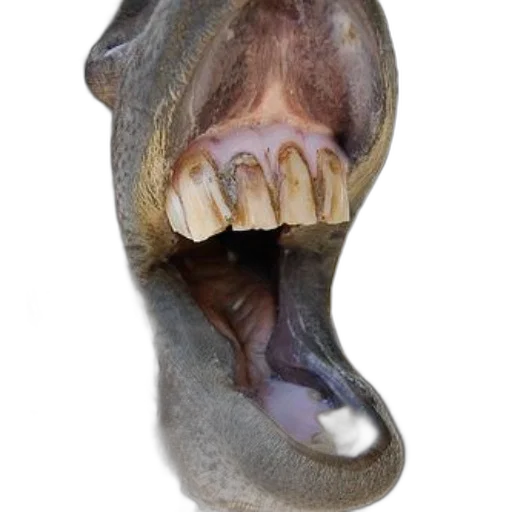 animal, creature, face, mask transparent PNG cut-out