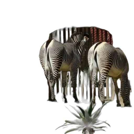 furniture, hair, animal, hat transparent PNG cut-out