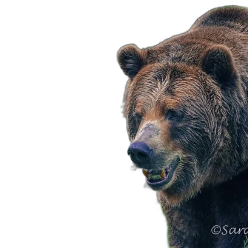 animal, face, creature, photorealistic transparent PNG cut-out