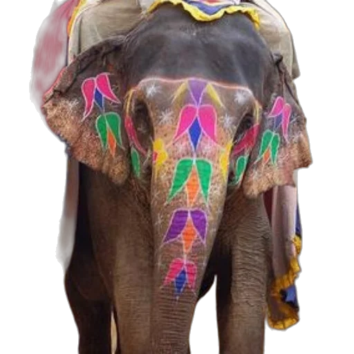 animal, jewelry, umbrella, staff transparent PNG cut-out