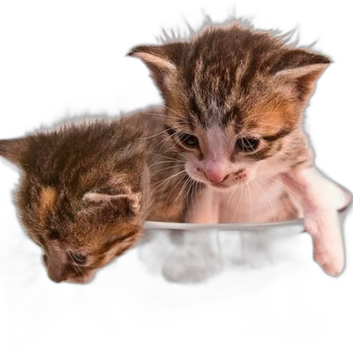 animal, creature, hat, photorealistic transparent PNG cut-out
