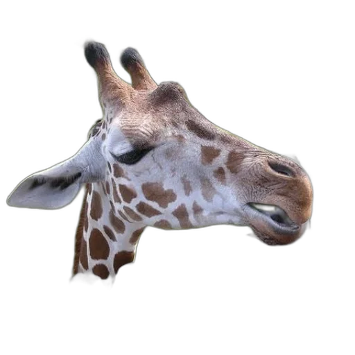 animal, creature, face, mask transparent PNG cut-out