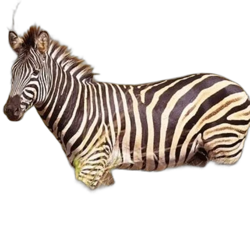 animal, creature, jewelry, staff transparent PNG cut-out