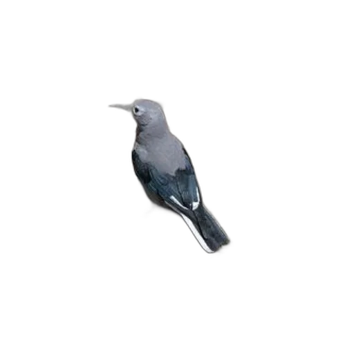animal, creature, staff, jewelry transparent PNG cut-out