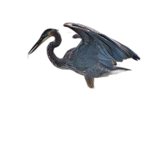 dragon, animal, creature, staff transparent PNG cut-out