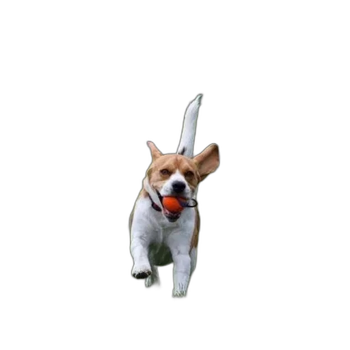 animal, staff, creature, weapon transparent PNG cut-out