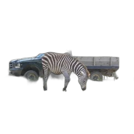 car, animal, furniture, creature transparent PNG cut-out