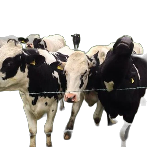 animal, group, black, white transparent PNG cut-out