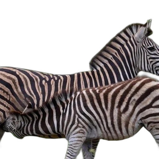 animal, creature, 3d render, photorealistic transparent PNG cut-out